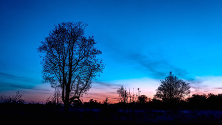 Autumn forest nature. Morning in the autumn forest with tree silhouettes .の写真素材