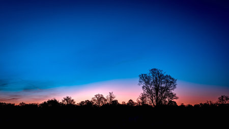 Autumn forest nature. Morning in the autumn forest with tree silhouettes .の写真素材
