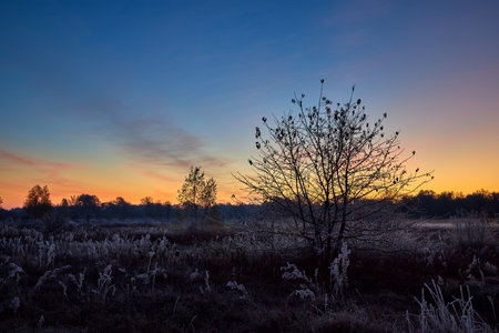 Autumn forest nature. Morning in the autumn forest with frozen grass.の写真素材