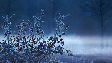 Leaves in hoarfrost on an autumn foggy morning.の写真素材