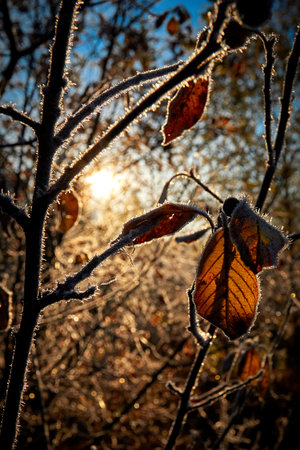 Autumn garden in the morning at sunrise, frost-covered apple tree branch with dry leaves in the winter gardenの写真素材