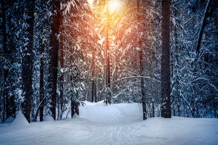 Sunrise in the wood between the trees strains in winter period. Winter forest on the morning.の写真素材