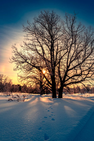 Beautiful big oak tree covered with fresh fluffy snow. Big tree without leaves on a winter sunny morning in Russia.の写真素材