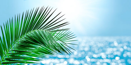Beautiful nature green palm leaf on tropical beach with bokeh sun light wave abstract background. Copy space of summer vacation and business travel concept.の写真素材