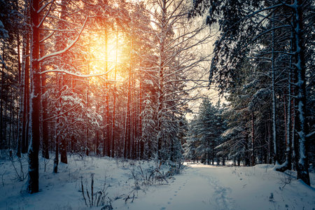 Winter sunny morning in a snowy forestの写真素材