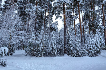 Majestic winter landscape. Snow in the pine forest at cloudy day.の写真素材
