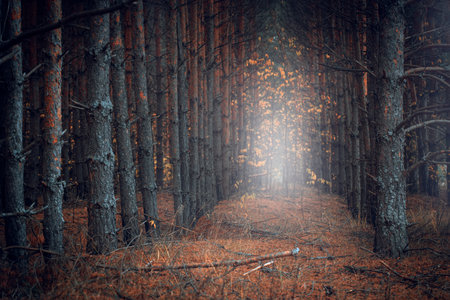 Autumn fall landscape foggy morning in pine forest.の写真素材