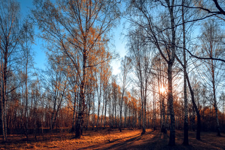 Autumn forest path. Orange color tree. Nature scene in sunset fog Wood in scenic scenery Bright light sun Sunrise of a sunny day, morning sunlight view.の写真素材