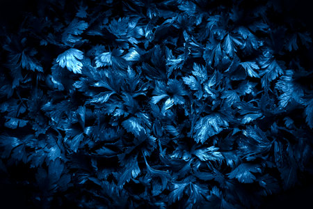 Background of parsley. Fresh organic parsley close up. Parsley top view in blue tone.の写真素材
