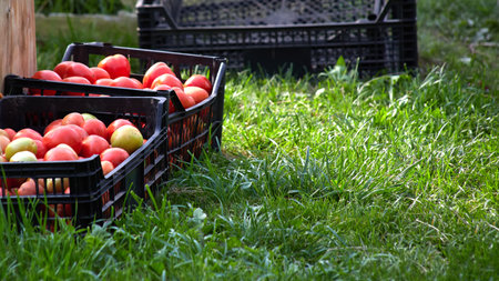 Large red and yellow tomatoes are lying in a black plastic box. Harvest of ripe tomatoes. There is a box of tomatoes on the green grassの写真素材