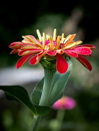 Close up of purple Zinnia flower . Zinnia flower in the garden.の写真素材