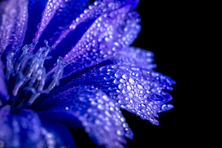 Chicory flower with leaf isolated on black background. nature. Close up chicory flower with dew drops.の写真素材