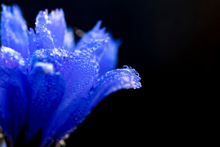 Chicory flower with leaf isolated on black background. nature. Close up chicory flower with dew drops.の写真素材