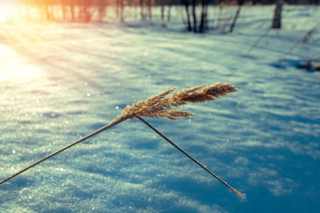 Dry grass against cold winter sunrise. Lonely dry grass sticking out of the snow on a sunny morning.の写真素材