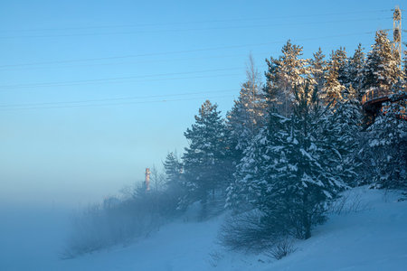Forest in winter covered by snow. Winter pines in the fog.の写真素材