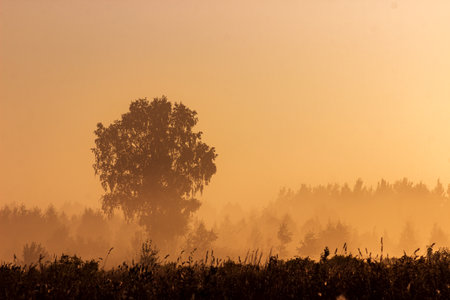 Magical sunrise with tree. Tree silhouette in golden sunrise.の写真素材