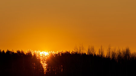 Magical sunrise with trees. Trees silhouette in golden sunrise.の写真素材