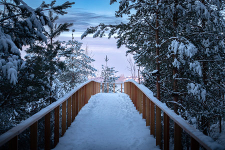 Wooden walkway among trees. Beautiful sunrise in the winter forestの写真素材