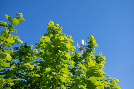 Fresh green Hazel leaves close up on branch of tree in spring with transluscent structures against blue sky. Natural backgroundの写真素材