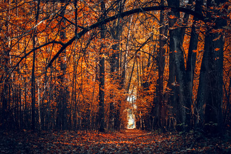 Autumn forest nature. Vivid evening in colorful forest with sun rays through branches of trees....