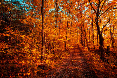 Autumn forest nature. Vivid evening in colorful forest with sun rays through branches of trees. Scenery of nature with sunlightの写真素材