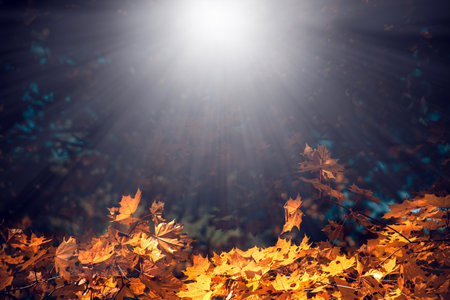 Autumn background with yellow maple leaves and sun raysの写真素材