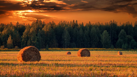 Haystacks on the field in autumn sunny day with clouhy sky. Rural landscape. Golden harvest of wheat in morningの写真素材