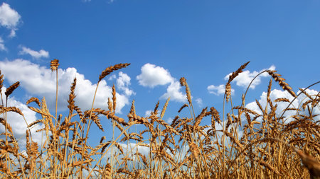 Wheat field. Beautiful nature sunrise landscape. Rural scenery under shining sunlight.の写真素材