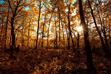 Autumn sunny forest nature. Vivid day in colorful forest with sun rays through branches of trees. Scenery of nature with sunlight.の写真素材