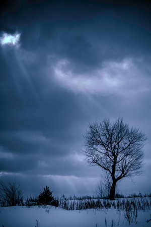 Dramatic sky over old lonely tree in winter time. Vertical view.の写真素材