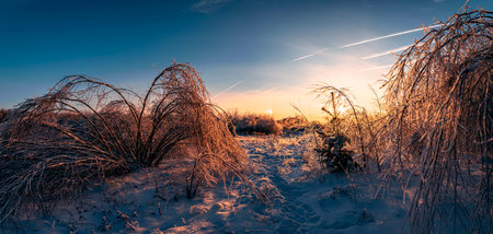 Winter snow forest at sunrise. Trees in ice at dawn. Trees after freezing rain.の写真素材