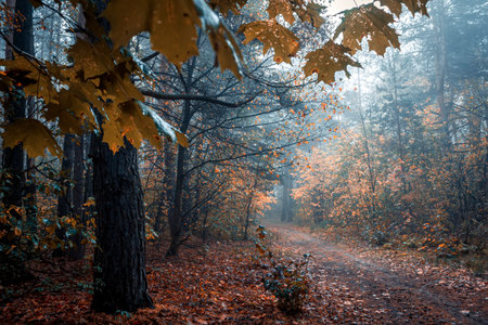 Beautiful forest on a foggy autumn day. Footpath in the dark, fairy, autumn, mysterious forest, among high trees with yellow leaves.の写真素材