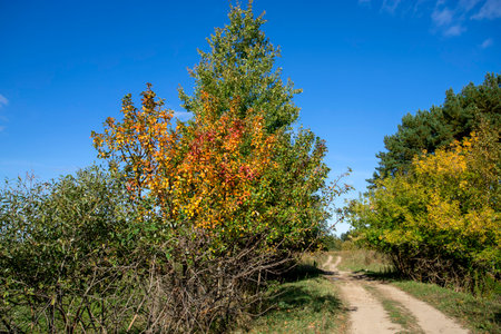 Country road between trees at the sunny autumn day.の写真素材