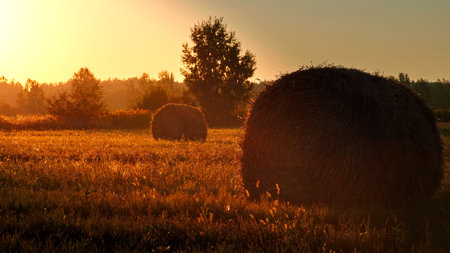 Hay bales in golden field under beautiful sky at sunset. Concept Harvesting.の写真素材