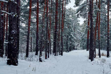 Winter pine forest after snowfall on a cloudy day.の写真素材