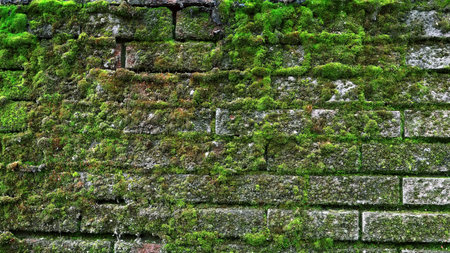 Texture of old brick wall with green moss.の写真素材