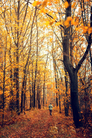 Autumn oak forest with a path. Vertical view.の写真素材