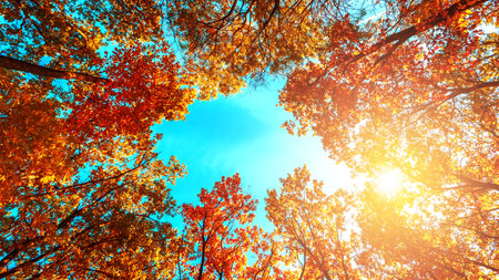 Autumn forest background. Vibrant color oak tree, red orange foliage in fall park. Nature change scene. Yellow leaves in October season Sun in blue sky Sunny day weather, bright light banner.の写真素材
