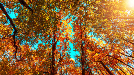 Autumn forest background. Vibrant color oak tree, red orange foliage in fall park. Nature change scene. Yellow leaves in October season Sun in blue sky Sunny day weather, bright light banner.の写真素材