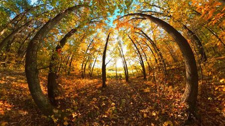 Autumn oak forest nature. Beautiful morning in colorful forest with sun rays through branches of trees. Scenery of nature with sunlightの写真素材