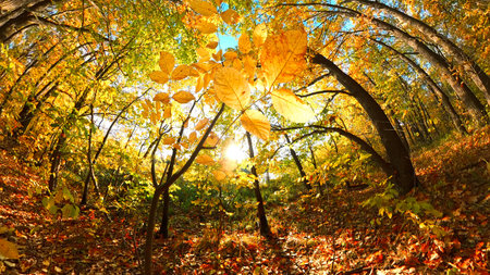 Autumn oak forest nature. Beautiful morning in colorful forest with sun rays through branches of trees. Scenery of nature with sunlightの写真素材