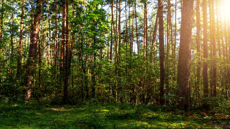 Pine forest on a sunny summer day. Summer landscape.の写真素材