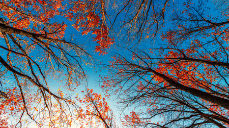 Crowns of autumn trees against the blue sky. Autumn landscape.の写真素材