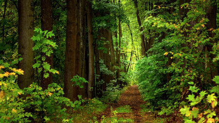 Alley of maples with green leaves. Autumn or summer evening in magic forest