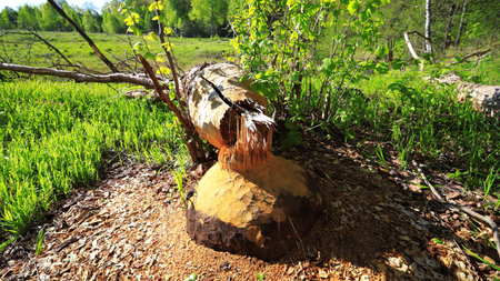 Tree felled by beaver. Tree trunk with bite marks of beavers. Beaver bite marks on trunk of tree. Damaged wood by a bobberの写真素材