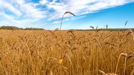 Landscape with a field of golden wheat and blue sky. A ripe wheat cropの写真素材