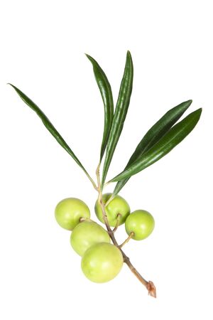 The branch of fresh olives on a white backgroundの写真素材