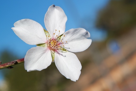 almond blossom springの写真素材