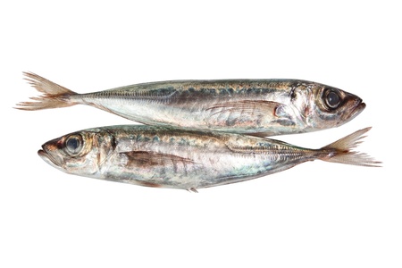 Two raw mackerel. On a white background.の写真素材