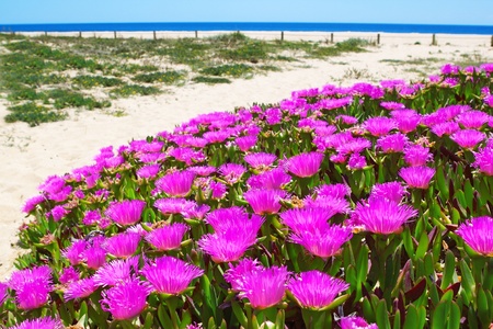 Flowers on a wild beach in Portugal の写真素材
